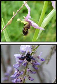 fleur biodanza
